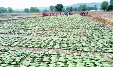 तेंदूपत्ता संग्रहण दर बढ़ने से संग्राहकों को हुआ 18.73 करोड़ अधिक मुनाफा