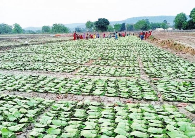 तेंदूपत्ता संग्रहण दर बढ़ने से संग्राहकों को हुआ 18.73 करोड़ अधिक मुनाफा