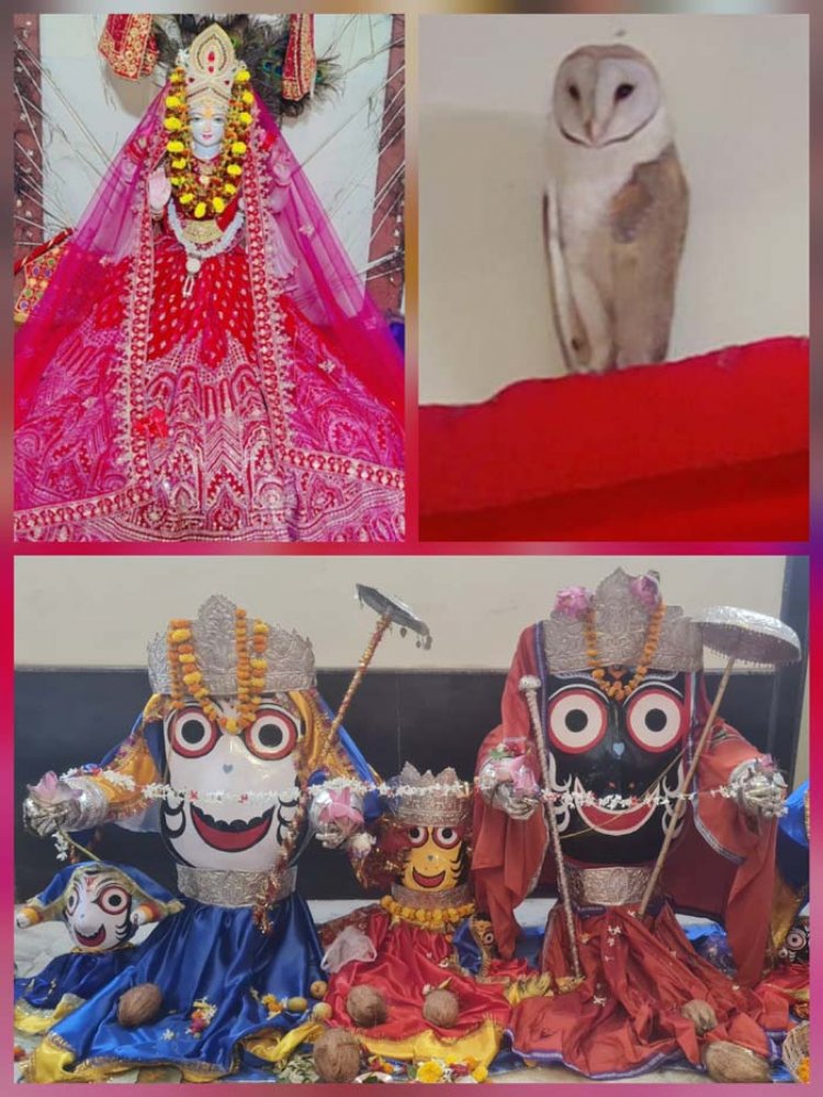 श्रीजगन्नाथ मंदिर में अगहन गुरुवार ब्रह्म मुहूर्त में श्रीमहालक्ष्मी के वाहन सफेद उल्लू के हुए दर्शन