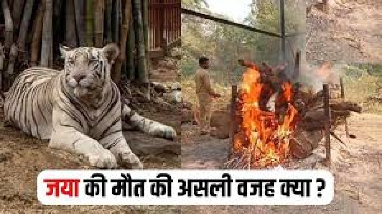 CG – मैत्रीबाग में कम हुआ सफेद बाघों का कुनबा, 10 वर्षीय बाघिन जया की मौत, जानें किस वजह से गई जान..!!