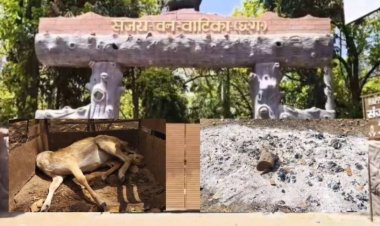CG : संजय पार्क में कुत्तों का हमला: 15 हिरणों की दर्दनाक मौत, लापरवाही पर उठे सवाल