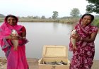 मत्स्य पालन बना ग्रामीण समृद्धि का सशक्त माध्यम