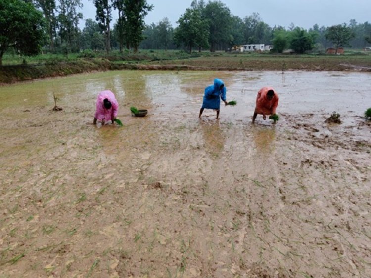 खरीफ 2026: अल्प एवं अनियमित वर्षा से निपटने कृषि विभाग ने जारी की आकस्मिक कार्ययोजना